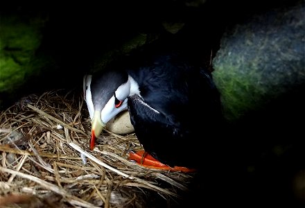 Horned Puffin with egg on Aiktak Island by Mikaela Howie/USFWS. photo