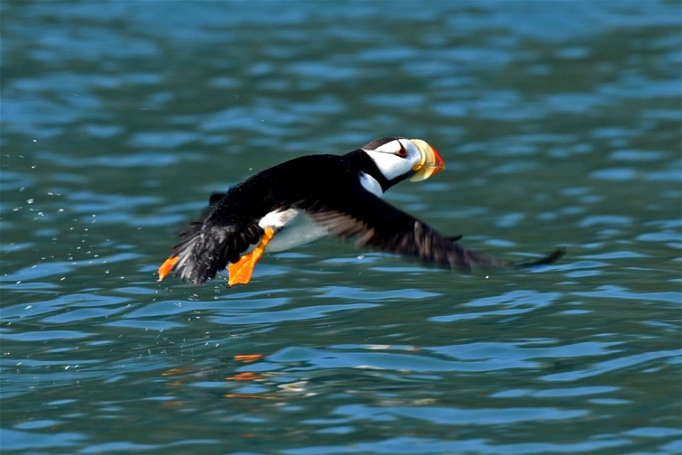 Horned Puffin, one of the species affected by a recent seabird die-off in the Pribilof Islands, AK. Near Chisik Island in Lower Cook Inlet, Alaska