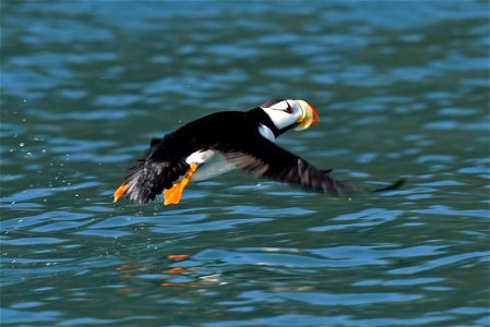 Horned Puffin, one of the species affected by a recent seabird die-off in the Pribilof Islands, AK. Near Chisik Island in Lower Cook Inlet, Alaska