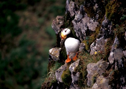 Horned Puffin (Fratercula corniculata) on Hall Island, Bering Sea, Alaska photo