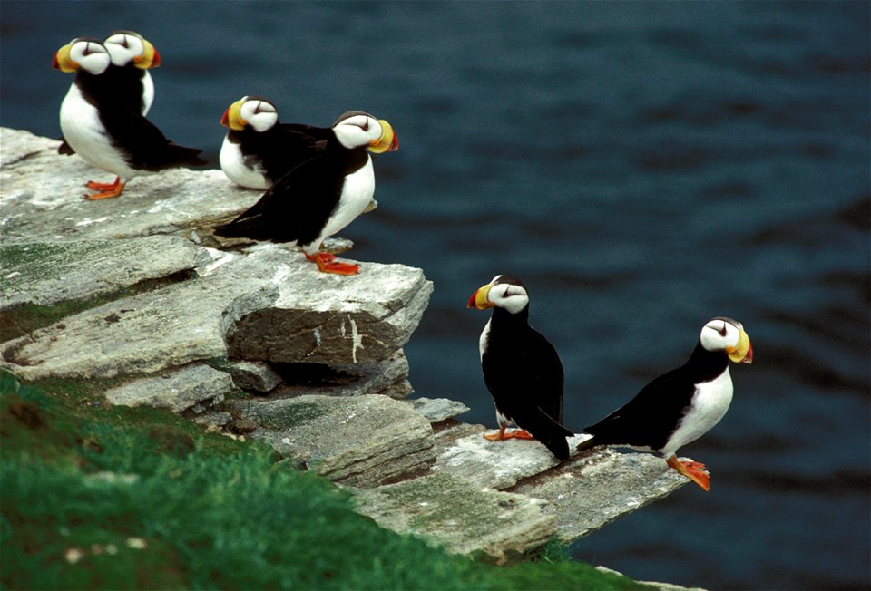 Horned Puffin (Fratercula corniculata) on Puffin Islandfirst upload: Feb 27, 2005 - en:Wikipedia by en:User:Sabine's Sunbird