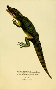 Animalia nova, sive, Species novae lacertarum quas in itinere per Brasliliam annis MDCCCXVII-MDCCCXX jussu et auspiciis Maximilani Josephi I. Bavariae regis suscepto / collegit et descripsit Dr. J. B.