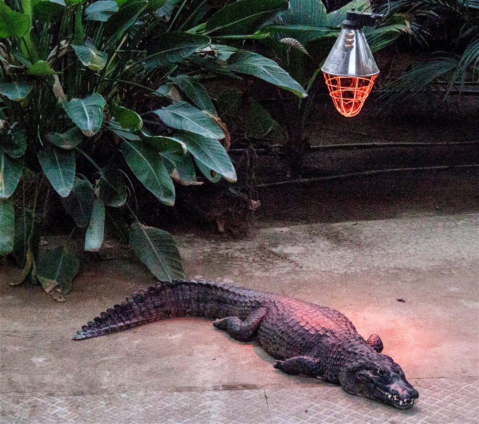 Nyíregyháza Zoo, Caiman yakare