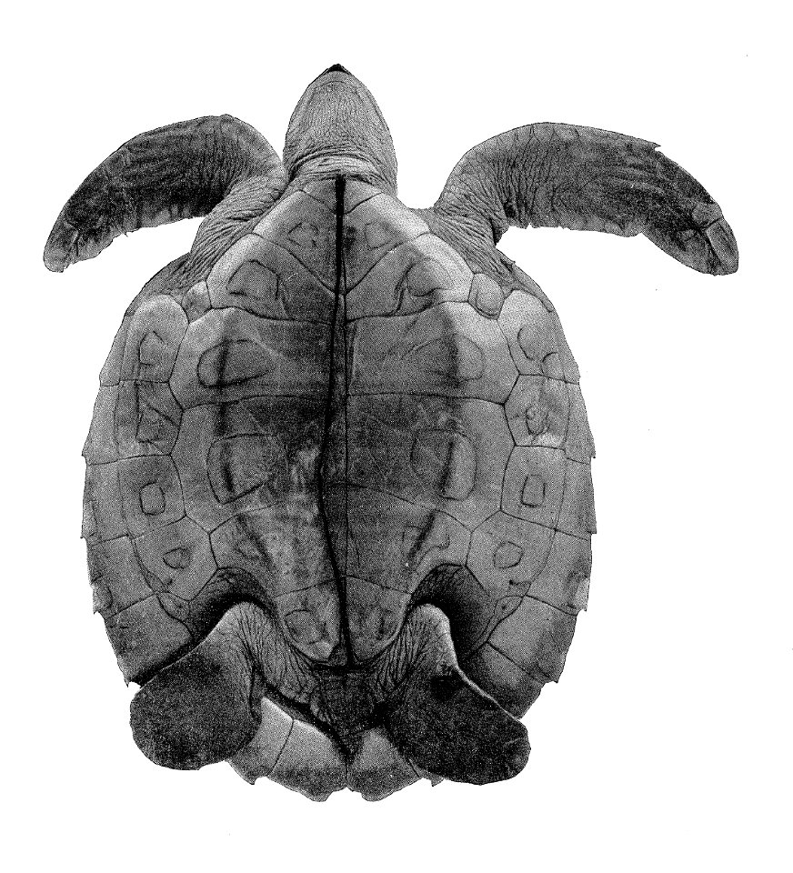 Natator depressus