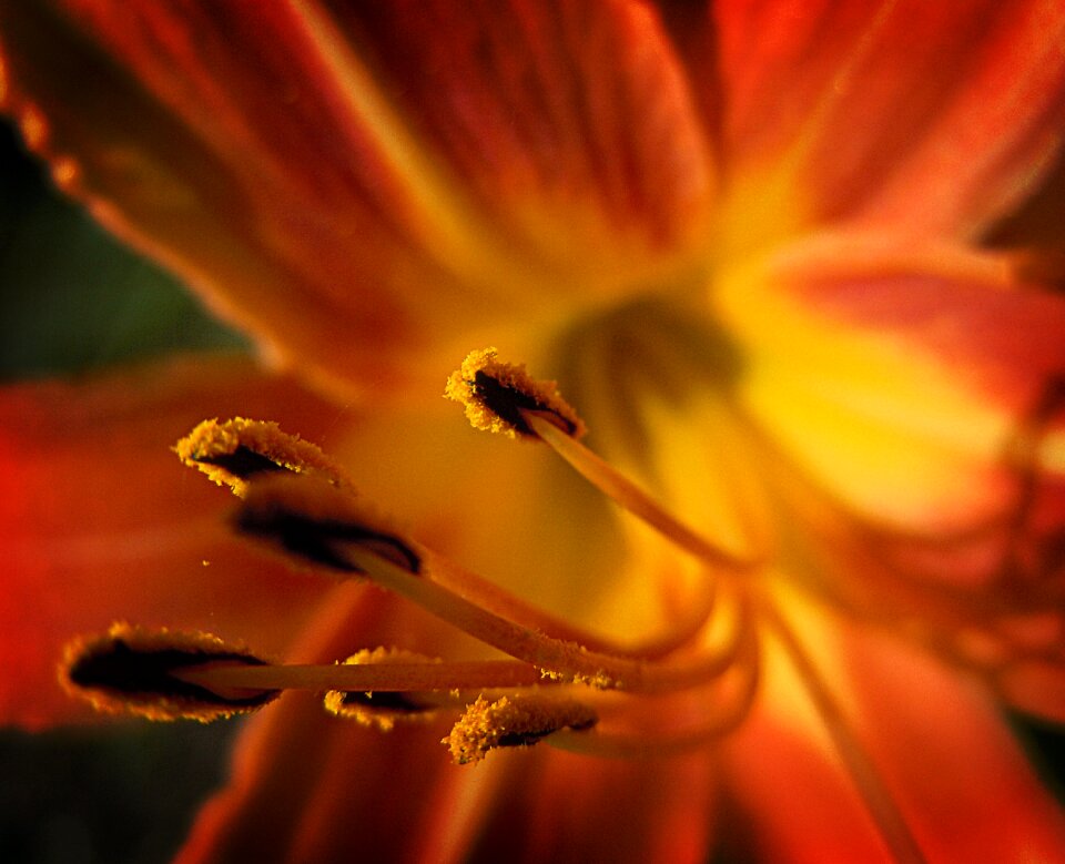 Plant orange garden photo