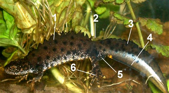 The Crested Newt (Triturus cristatus); male specimen in "mating dress" under water.