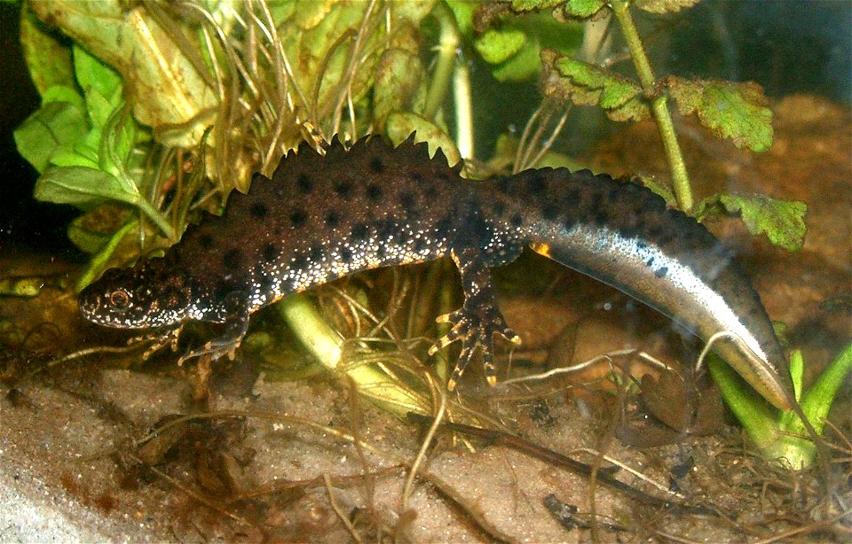 The Crested Newt (Triturus cristatus); male specimen in "mating dress" under water.