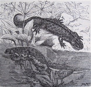 Původní popisek: Č. 1016. Čolek veliký (Triton cristatus Laur.), zmenš.
