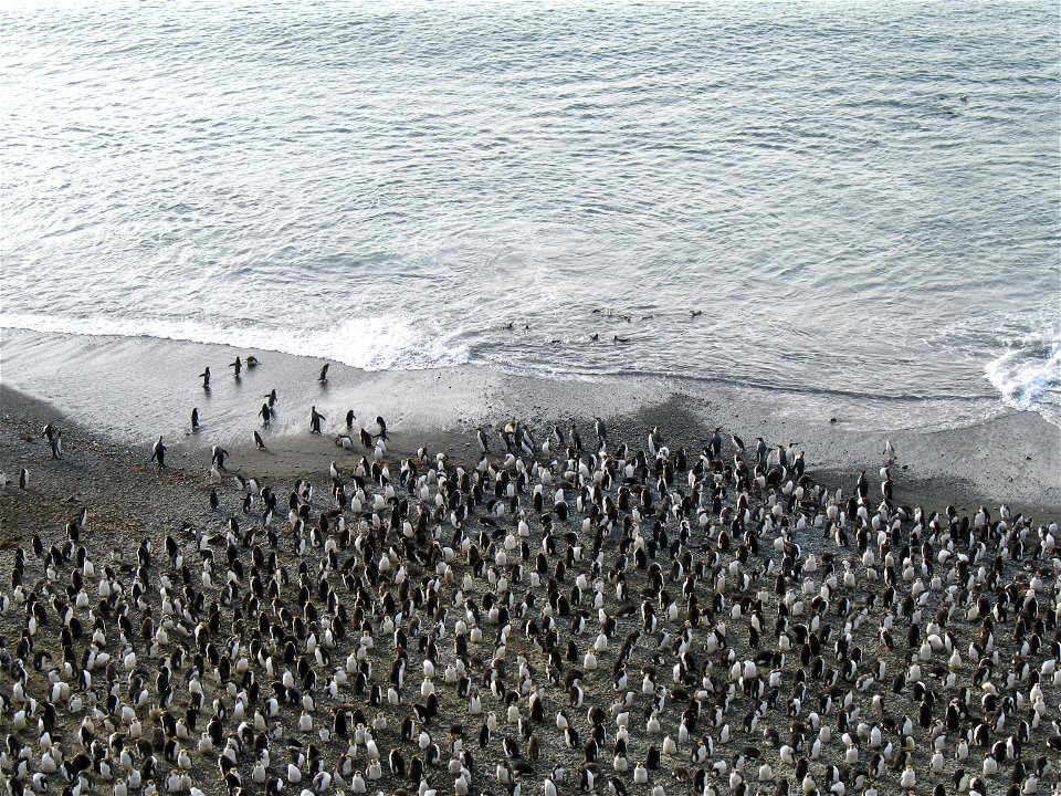 Royal penguins on a Macquarie Island beach