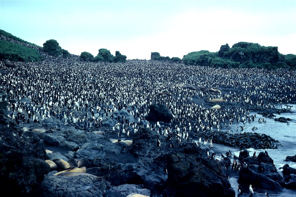 Royal Penguin colony close up. Hurd Pt., Macquarie I., Australia.
