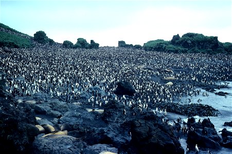 Royal Penguin colony close up. Hurd Pt., Macquarie I., Australia.