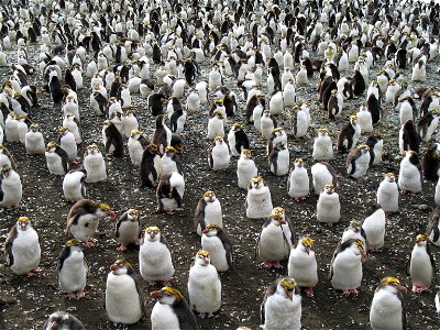 Close up photo of a Royal penguin rookery on Macquarie Island