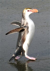 Photo of a Royal penguin on Macquarie Island (profile/side shot)