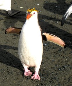 Photo of a Royal Penguin (Eudyptes schlegeli) on Macquarie Island (frontal shot)