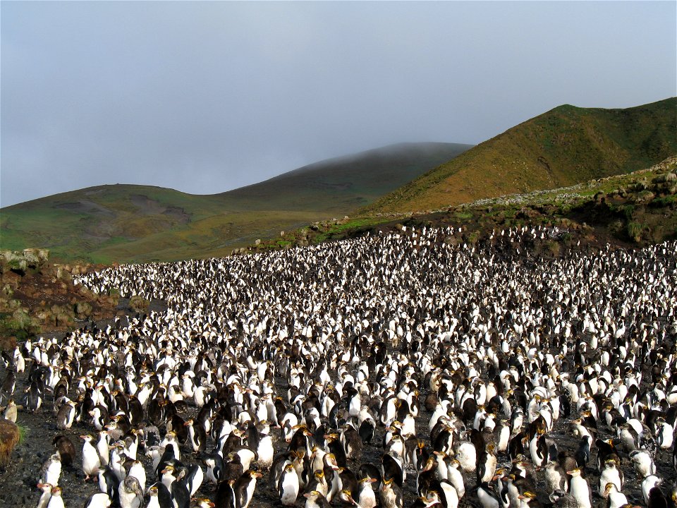 Macquarie Island - Royal penguin rookery