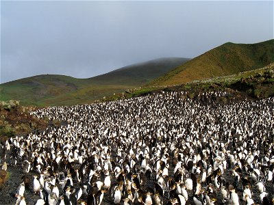 Macquarie Island - Royal penguin rookery