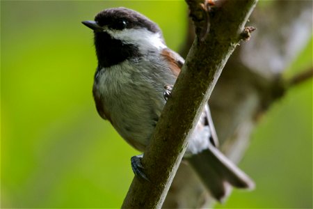 Chestnut-backed Chickadee You are free to use this image with the following photo credit: Peter Pearsall/U.S. Fish and Wildlife Service photo