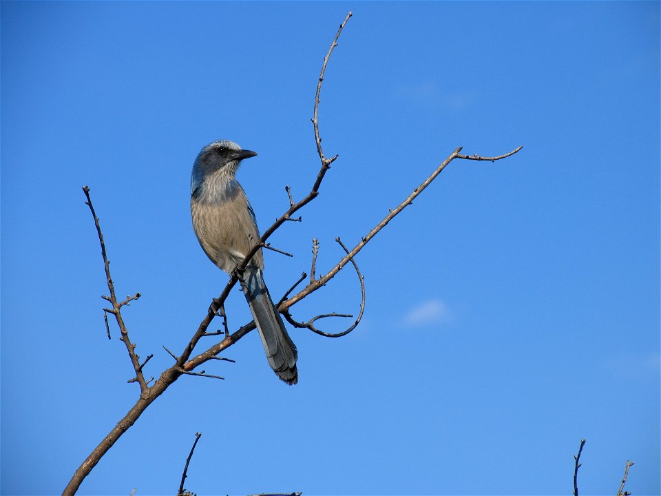 Florida scrub jay, Aphelocoma coerulescens