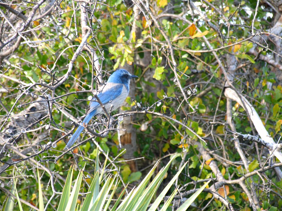 Florida scrub jay, Aphelocoma coerulescens