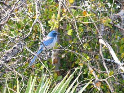 Florida scrub jay, Aphelocoma coerulescens