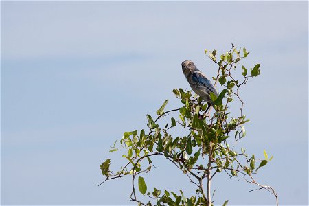 A Florida scrub jay perches in a tree in an area called Wilson's Corner in the Merritt Island National Wildlife Refuge (MINWR) near NASA's Kennedy Space Center in Florida. The bird is one of more than photo