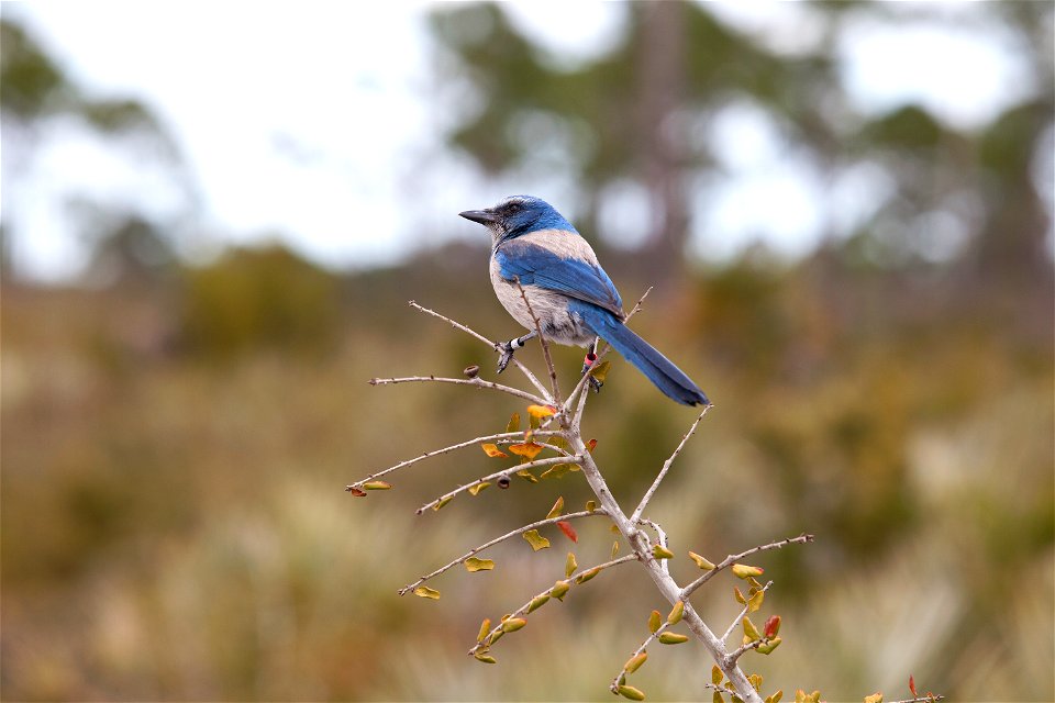 This Florida scrub jay’s bright blue and gray plumage stands out against a backdrop of scrub oaks in the Merritt Island National Wildlife Refuge in Florida. NASA's Kennedy Space Center is located on t