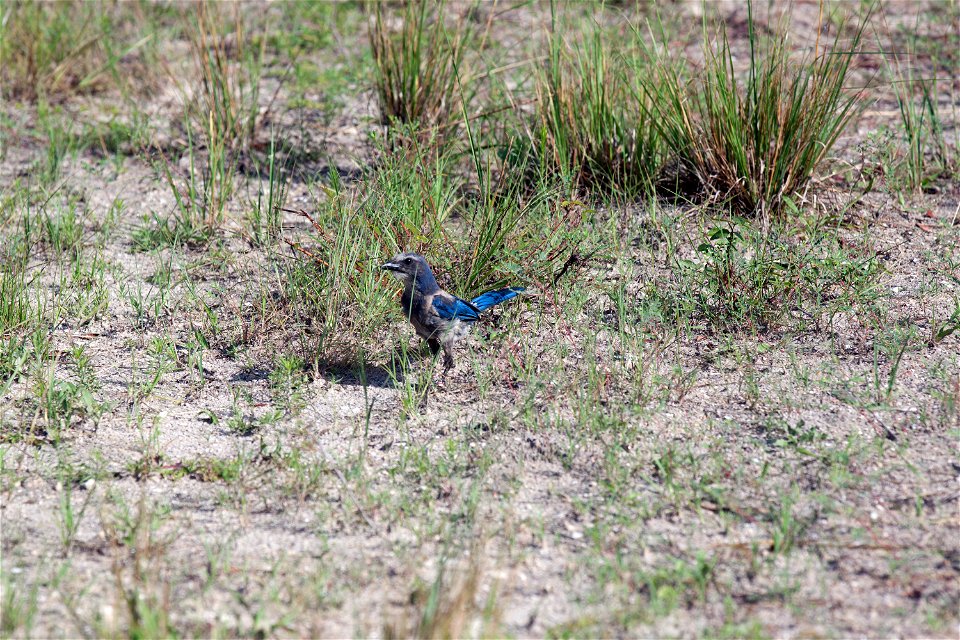 A Florida scrub jay forages on the ground in an area called Wilson's Corner in the Merritt Island National Wildlife Refuge (MINWR) near NASA's Kennedy Space Center in Florida. The bird is one of more 