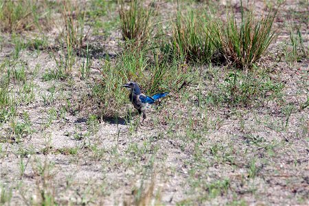 A Florida scrub jay forages on the ground in an area called Wilson's Corner in the Merritt Island National Wildlife Refuge (MINWR) near NASA's Kennedy Space Center in Florida. The bird is one of more photo