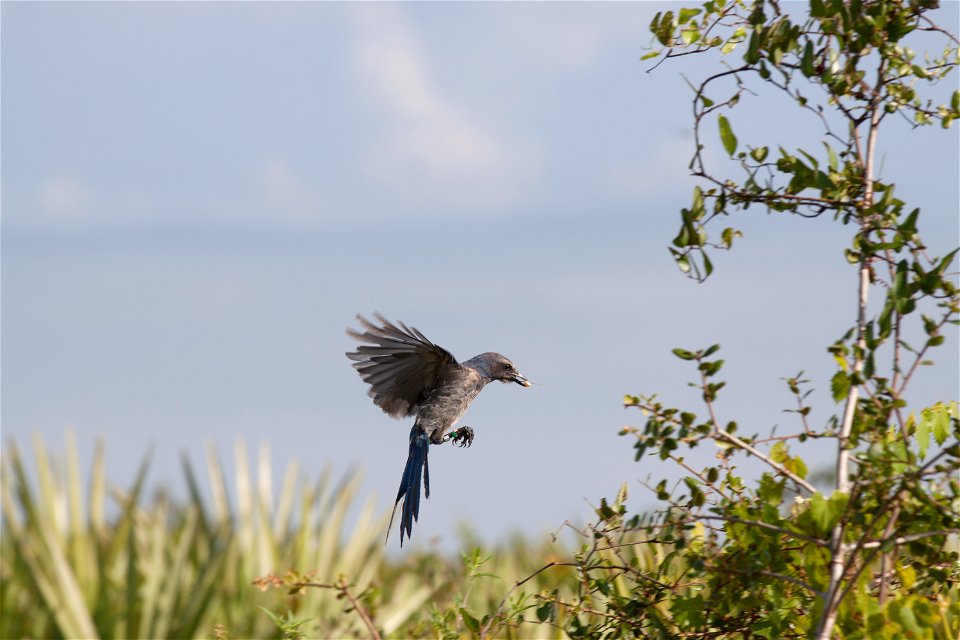 A Florida scrub jay takes flight in an area called Wilson's Corner in the Merritt Island National Wildlife Refuge (MINWR) near NASA's Kennedy Space Center in Florida. The bird is one of more than 330 