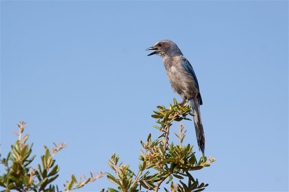 A Florida scrub jay perches in a tree in an area called Wilson's Corner in the Merritt Island National Wildlife Refuge (MINWR) near NASA's Kennedy Space Center in Florida. The bird is one of more than