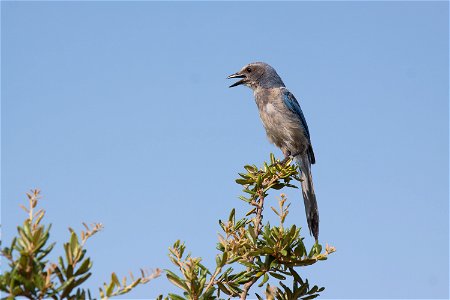 A Florida scrub jay perches in a tree in an area called Wilson's Corner in the Merritt Island National Wildlife Refuge (MINWR) near NASA's Kennedy Space Center in Florida. The bird is one of more than photo