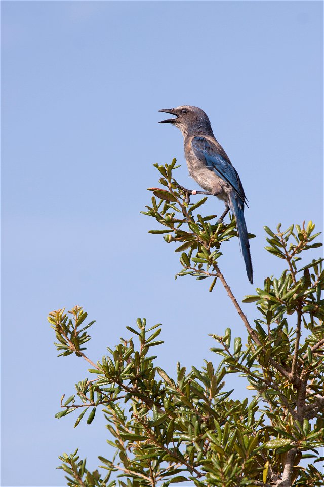 A Florida scrub jay perches in a tree in an area called Wilson's Corner in the Merritt Island National Wildlife Refuge (MINWR) near NASA's Kennedy Space Center in Florida. The bird is one of more than