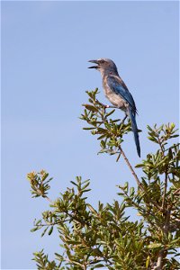 A Florida scrub jay perches in a tree in an area called Wilson's Corner in the Merritt Island National Wildlife Refuge (MINWR) near NASA's Kennedy Space Center in Florida. The bird is one of more than