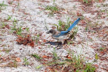 A Florida scrub jay forages on the ground in an area called Wilson's Corner in the Merritt Island National Wildlife Refuge (MINWR) near NASA's Kennedy Space Center in Florida. The bird is one of more 