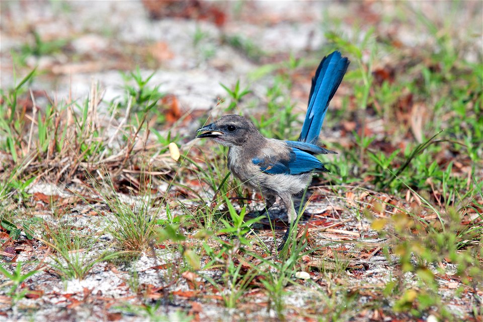 A Florida scrub jay forages on the ground in an area called Wilson's Corner in the Merritt Island National Wildlife Refuge (MINWR) near NASA's Kennedy Space Center in Florida. The bird is one of more 