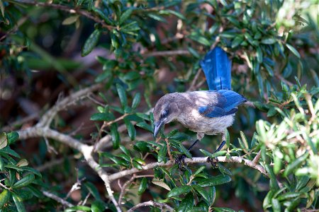 A Florida scrub jay gazes down from its perch in a tree in an area called Wilson's Corner in the Merritt Island National Wildlife Refuge (MINWR) near NASA's Kennedy Space Center in Florida. The bird i