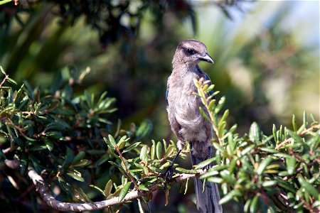 A Florida scrub jay is perched on the branch of a tree in an area called Wilson's Corner in the Merritt Island National Wildlife Refuge (MINWR) near NASA's Kennedy Space Center in Florida. The bird is photo