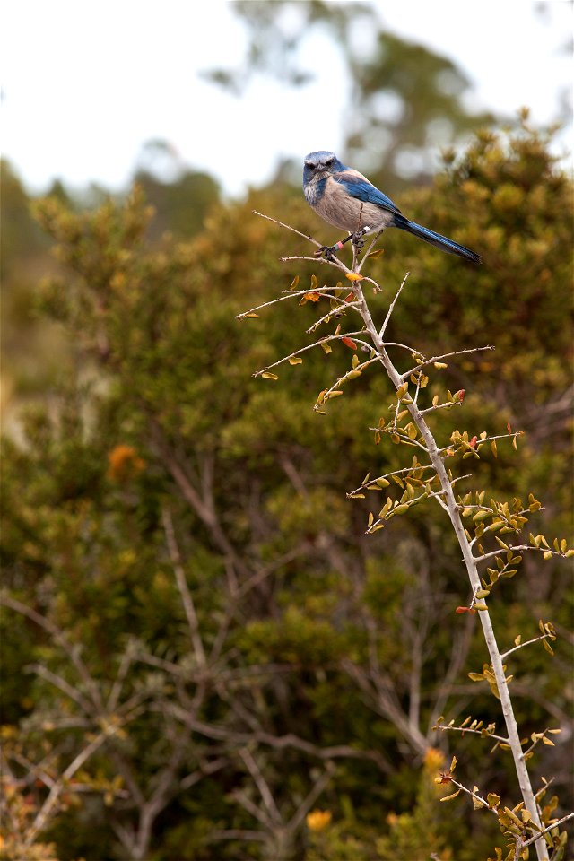 From its perch on a tree branch, a curious Florida scrub jay makes eye contact with a NASA photographer at the Merritt Island National Wildlife Refuge in Florida. NASA's Kennedy Space Center is locate