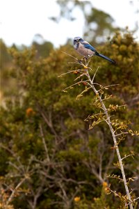 From its perch on a tree branch, a curious Florida scrub jay makes eye contact with a NASA photographer at the Merritt Island National Wildlife Refuge in Florida. NASA's Kennedy Space Center is locate photo