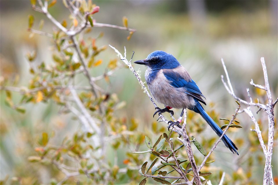 This Florida scrub jay’s bright blue and gray plumage stands out against a backdrop of scrub oaks in the Merritt Island National Wildlife Refuge in Florida. NASA's Kennedy Space Center is located on t