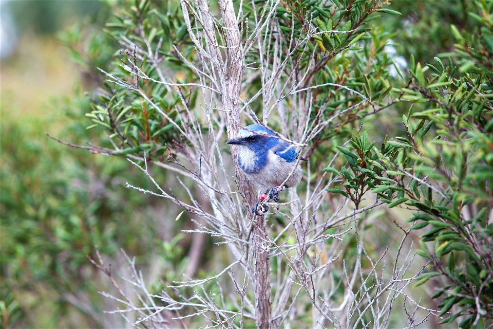 A Florida scrub jay crouches on a branch amid the brush at the Merritt Island National Wildlife Refuge in Florida. NASA's Kennedy Space Center is located on the refuge, which provides a habitat for 33
