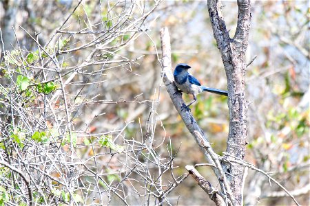 A Florida scrub jay hides in a bush on the Merritt Island National Wildlife Refuge in Florida. NASA's Kennedy Space Center is located on the refuge, which provides a habitat for 330 species of birds. 