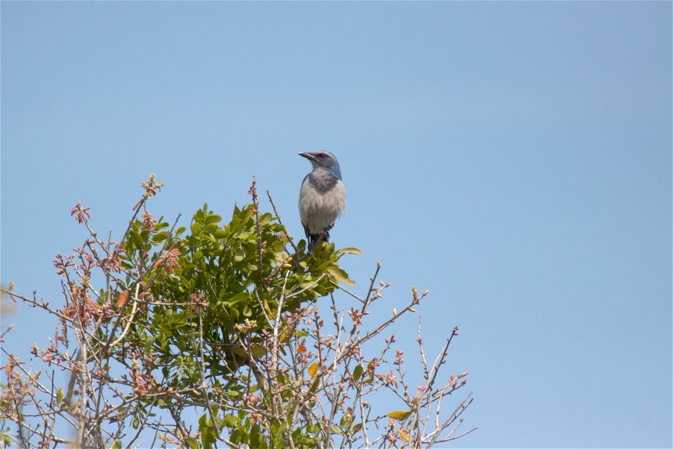 A Florida scrub jay scans its territory from atop a bush on the Merritt Island National Wildlife Refuge in Florida. NASA's Kennedy Space Center is located on the refuge, which provides a habitat for 3