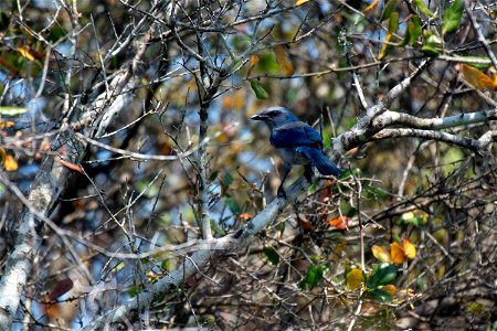 A Florida scrub jay is camouflaged among the brush on the Merritt Island National Wildlife Refuge in Florida. NASA's Kennedy Space Center is located on the refuge, which provides a habitat for 330 spe