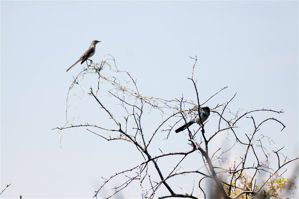 A pair of Florida scrub jays survey their territory on the Merritt Island National Wildlife Refuge in Florida. NASA's Kennedy Space Center is located on the refuge, which provides a habitat for 330 sp