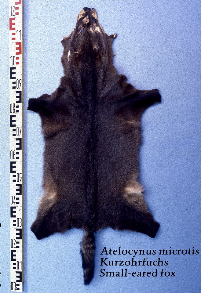 Small eared fox fur skin (Atelocynus microtis). Fur skin collection, Bundes-Pelzfachschule, Frankfurt/Main, Germany