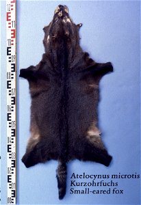 Small eared fox fur skin (Atelocynus microtis). Fur skin collection, Bundes-Pelzfachschule, Frankfurt/Main, Germany