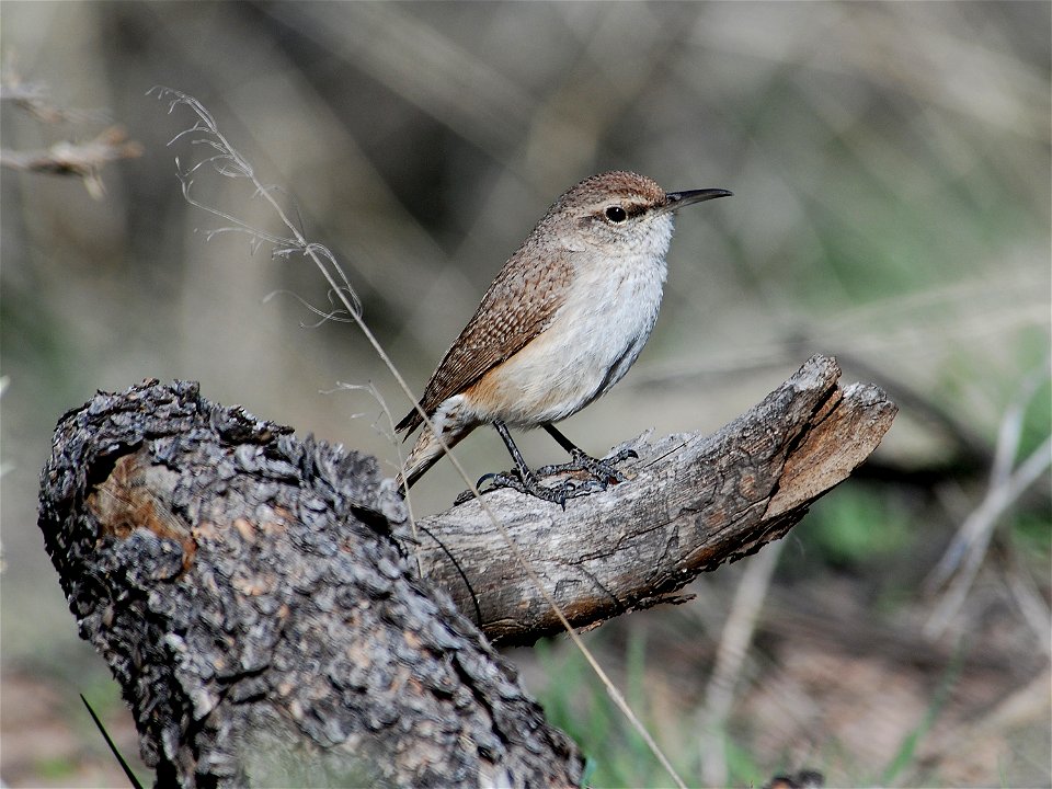 Salpinctes obsoletus, Tyuonyi Pueblo, Bandelier National Monument, New Mexico, USA.