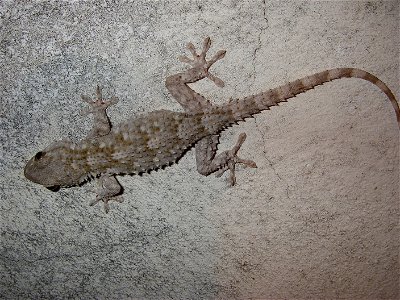Common gecko on a wall