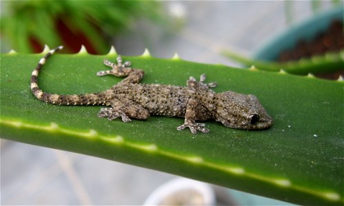 Photo taken in February 2007 at the island of Crete, Greece. Tarentola mauritanica upon a leaf of Aloe arborescens.